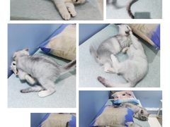 -喵的天空名猫咖啡馆·撸猫·猫舍·用品