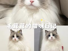 -Bastet sally猫舍购宠(静安店)
