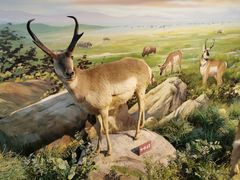 -陕西自然博物馆