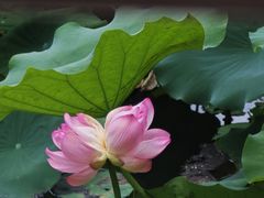 -荔湾湖公园
