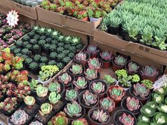-秦美花卉(天朗·莱茵小城2期店)