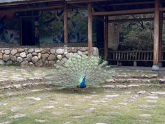 -姑婆山旅游区