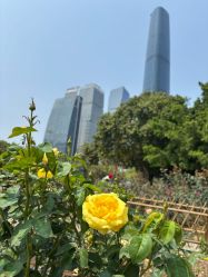 点击看大图 -伊丽汇