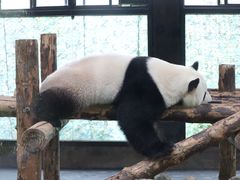 -上海野生动物园