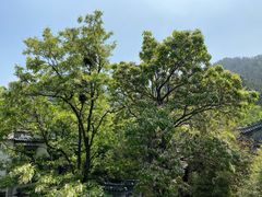 -老张烤羊(王哥庄店)