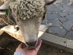 -神户市立六甲山牧场