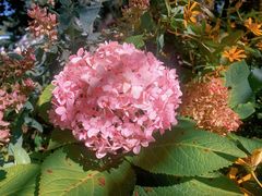 -国家植物园南园