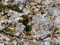 -西北湖绿化广场