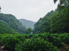 -龙井村