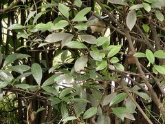 -西安外国语大学(长安校区)