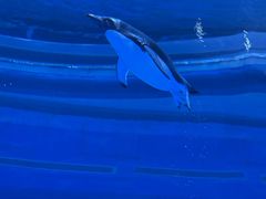 -上海海昌海洋公园-冰山北极馆