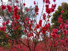 -桃花涧