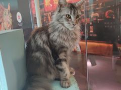 -猫小院猫主题餐厅(三里屯店)