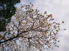 -武汉大学-樱园