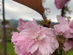 -黄山悦榕庄明月白云餐厅