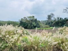 -南宁良凤江国家森林公园