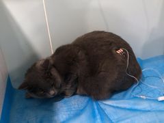 -纳吉亚猫专科动物医院·北北分院