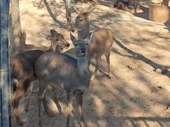 -石家庄市动物园