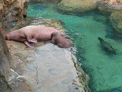 -珠海长隆海洋王国