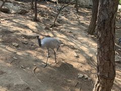 -燕塞湖鸟语林景区