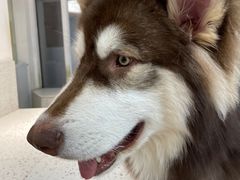-Husky Go!哈士奇体验馆·宠物咖啡厅狗咖