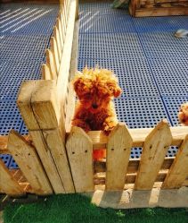 -萌宠亲子动物乐园(槐房万达店)