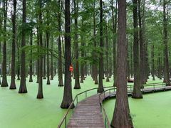 -渌洋湖湿地公园