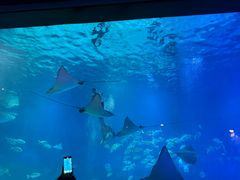 -烟台海昌鲸鲨海洋公园