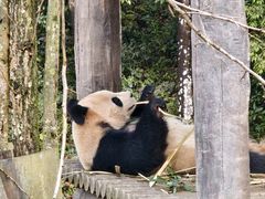 -中国大熊猫保护研究中心雅安碧峰峡基地
