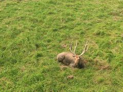 -北京麋鹿生态实验中心