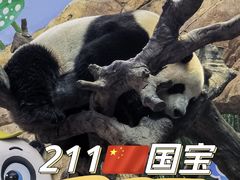 -广州长隆野生动物世界