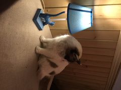 猫色咖啡-猫色咖啡·猫咖