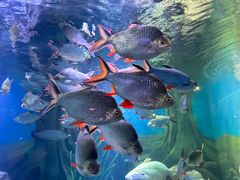 -上海海洋水族馆