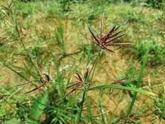 -罗田薄刀峰风景区