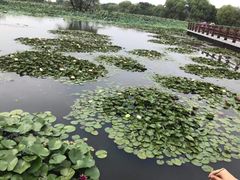 -长兴太湖图影湿地文化园