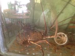 花龙7两-浪琴湾尾角仔海鲜坊