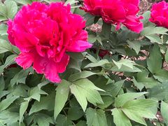 -国家植物园南园