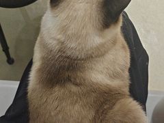 -藏猫猫咖啡主题馆(中央大道店)