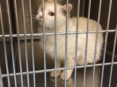 -萌兽医馆·犬猫专科·眼科中心·宠物医院(朝阳门分院)