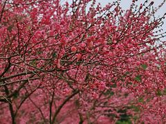 -重庆彩云湖湿地公园