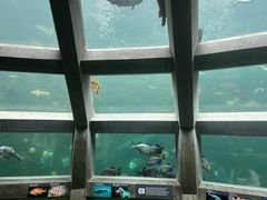 -西雅图水族馆