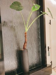 -奥斯芬·欧系贵族SPA