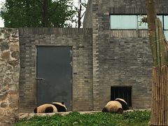 -都江堰中华大熊猫苑