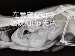 -瑞鹏宠物医院·爱宠堂·骨外专科(西荷分院)