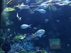 -暹罗海洋世界