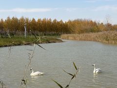 -盐城丹顶鹤湿地生态旅游区