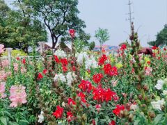 -广东花都香草世界旅游度假区