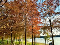 -上海海湾国家森林公园