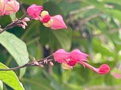 -广州神农草堂中医药博物馆