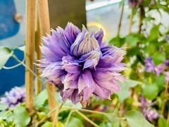 -双季花艺园艺市场(浦东店)